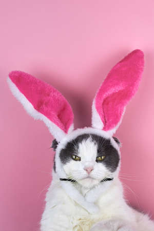 Funny serious cat with rabbit ears on a pink background.の写真素材