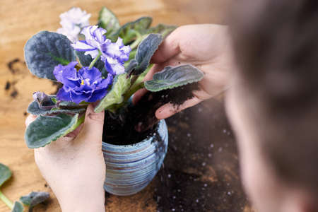 A woman transplants a blooming violet into a new pot, home plants.の写真素材