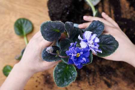 A woman transplants a blooming violet into a new pot, home plants.の写真素材