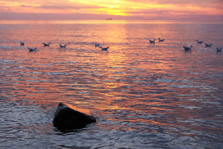 Seaside at dawn, stones, sunlight and waves, seagulls out of focus.の写真素材