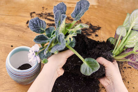 A woman transplants a blooming violet into a new pot, home plants.の写真素材