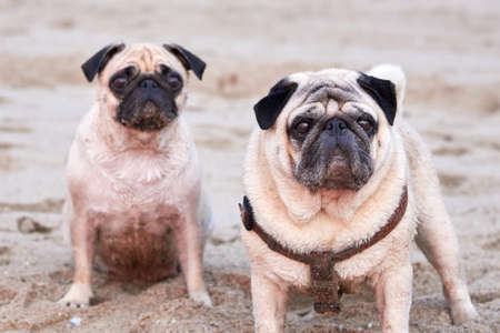 Two cute pugs walks on a sandy beach by the sea at sunrise.の写真素材