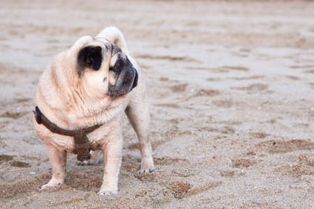 Cute pug walks on a sandy beach by the sea at sunrise near water.の写真素材