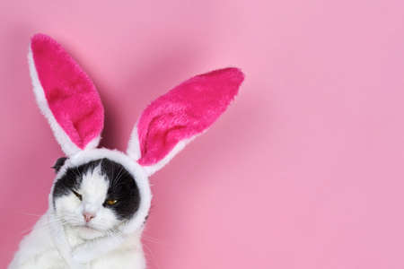 Funny serious cat with rabbit ears on a pink background.の写真素材
