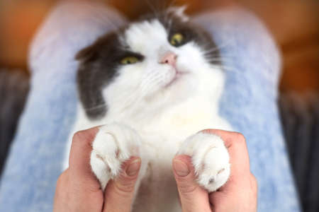 A woman is holding the paws of her cat, which is lying on her lap, selective focus, the theme of friendship with pets.の写真素材