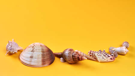 Seashells on bright yellow background, summer concept, copy space.
