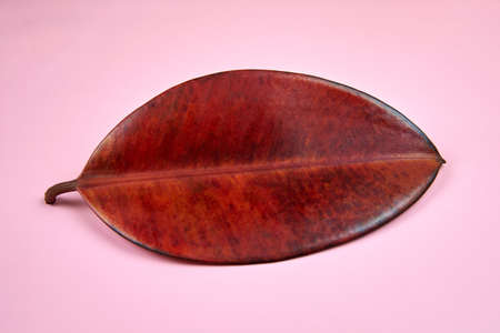 Red leaf of ficus robusta on pink background, minimalism concept.