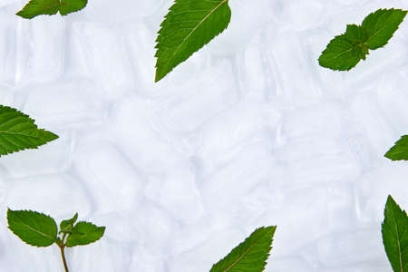 Fresh mint leaves are lying on ice cubes, copy space.の写真素材