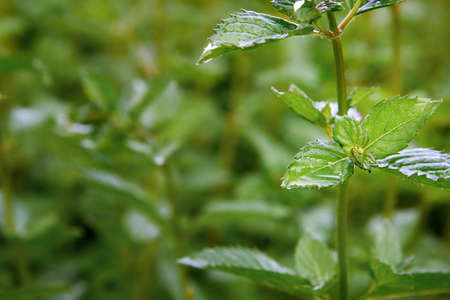 A branch of green mint grows in the garden, copy space.の写真素材