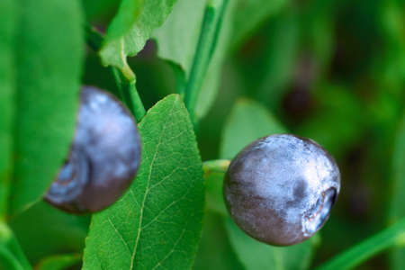 Ripe blueberries growing on a bush in nature, close-up.の写真素材