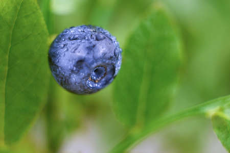 Ripe blueberries growing on a bush in nature, close-up.の写真素材