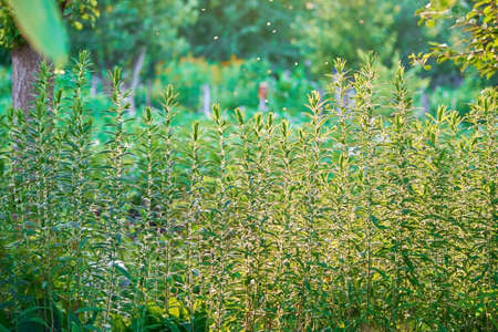 Natural background, plants in the garden in the summer sunlight.