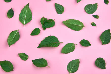 Fresh mint leaves on a pink background, top view, pattern.の写真素材