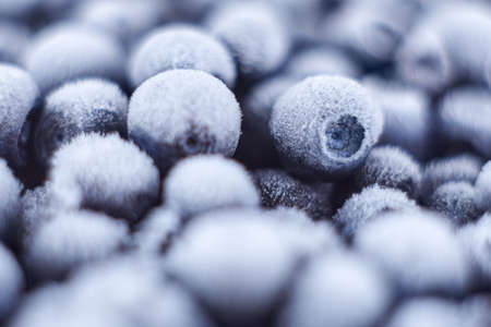 Frozen blueberries in the snow, berry background, macro.の写真素材