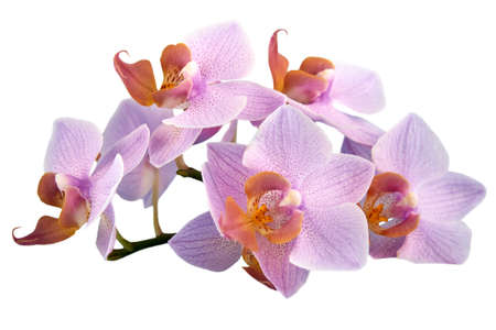 Purple orchid flowers isolated on white background, close-up.の写真素材