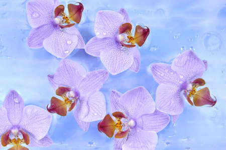 Orchid flowers in drops floating on the water, backdrop.の写真素材