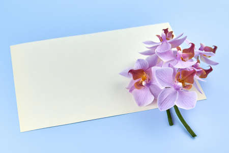 Blank paper with orchids on a blue background, copy space.の写真素材