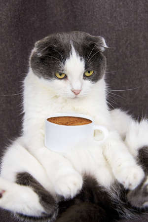 A cute fold-eared cat sits with a cup of coffee.の写真素材