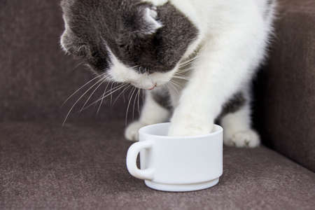 Funny lop-eared cat put its paw in a cup of coffee.の写真素材