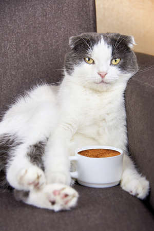 A cute fold-eared cat lies near a cup of coffee.の写真素材