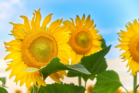 Young sunflowers in the field against the sky.の写真素材