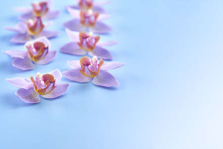 Purple orchid flowers on a blue background, copy space.の写真素材