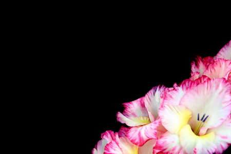 White-pink gladioli on a black background, close-up, floral background, copy space.の写真素材