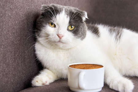 A cute fold-eared cat lies near a cup of coffee.の写真素材