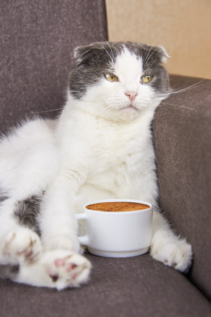 A cute fold-eared cat sits with a cup of coffee.の写真素材
