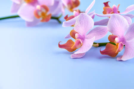 Purple orchid flowers on a blue background, copy space.の写真素材