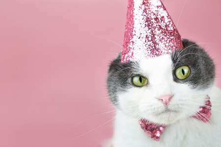 Cute fold cat in a party birthday hat on a pink background, copy space.の写真素材