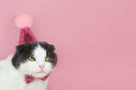 Cute fold cat in a party birthday hat on a pink background, copy space.の写真素材