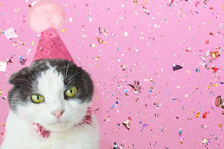 Cute fold cat in a party birthday hat on a pink confetti background, copy space.の写真素材