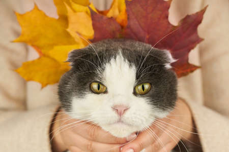 A woman in a coat hugs her cute cat with maple leaves, autumn theme.の写真素材