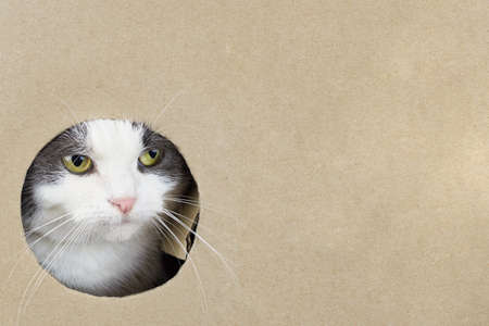 The cat looks out of the hole in the cardboard box, copy space.の写真素材