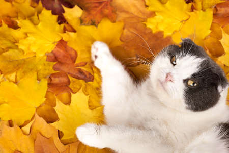 Cute cat lies on maple leaves, autumn theme, copy space.の写真素材