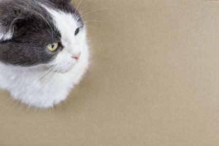 The cat looks out of the hole in the cardboard box, copy space.の写真素材