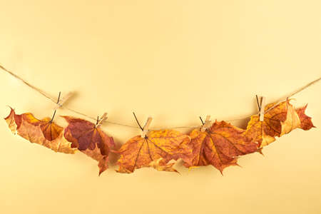 Clothespins on a rope hold dry maple leaves against a beige background, copy space.の写真素材