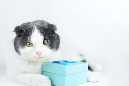 Cute cat hugs a gift box on a light background, copy space.の写真素材