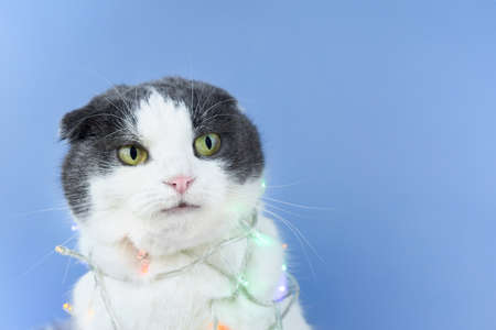 Cute smiling cat in a Christmas garland on a blue background, copy space.の写真素材