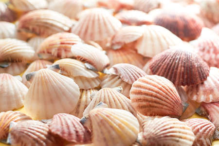 Identical mussels of seashells, close-up, summer and travel concept.の写真素材