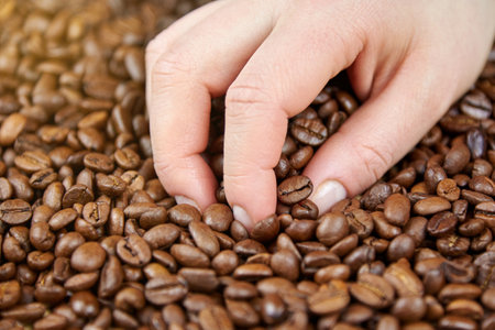 Roasted coffee beans in a woman's hand, close-up.の写真素材