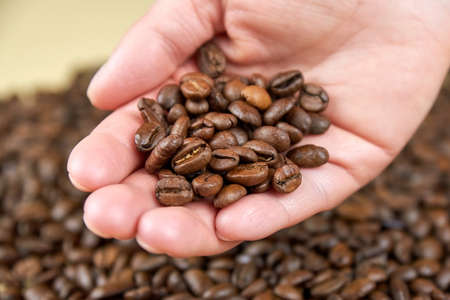Roasted coffee beans in a woman's hand, close-up.の写真素材