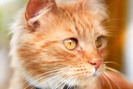 Portrait of a beautiful red domestic cat, close-up.の写真素材