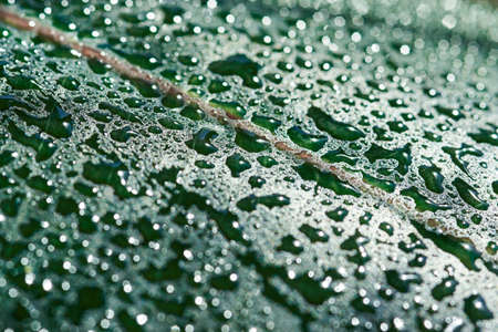 Green leaf in water drops, natural texture, macro photo.の写真素材