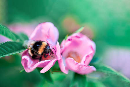 Bumblebee collects pollen in rose hips, macro, copy space.の写真素材