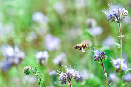 The bee flies up to the phacelia flower in the meadow.