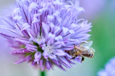 Bee collects pollen on a garlic flower, close-up.の写真素材