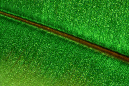 Texture structure of green leaves of Ficus robusta, close-up.の写真素材