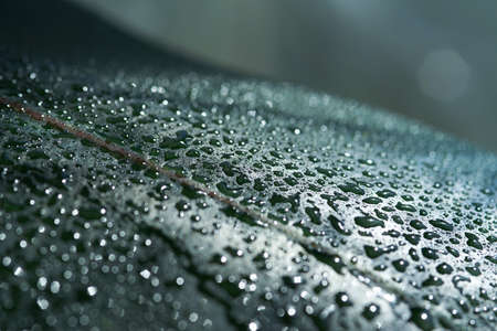 Green leaf in water drops, natural texture, macro photo.の写真素材